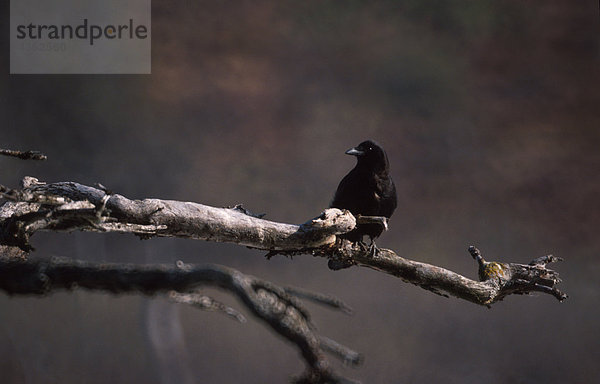 Einzelne Raven thront auf Zweig USA