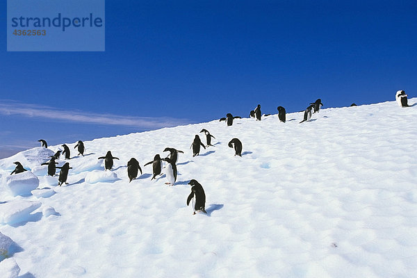 Adeliepinguine auf Eisberg im südlichen Atlantik Antarktis Sommer