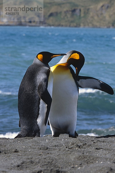 King Pinguinen gesammelt auf Strand von Süd-Georgien Insel südlichen Atlantik antarktischen Sommer