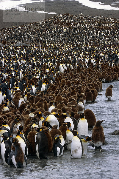 Gruppe von Bast Boys am Rand der großen König Pinguin-Kolonie im Stream Südgeorgien Insel antarktischen Sommer