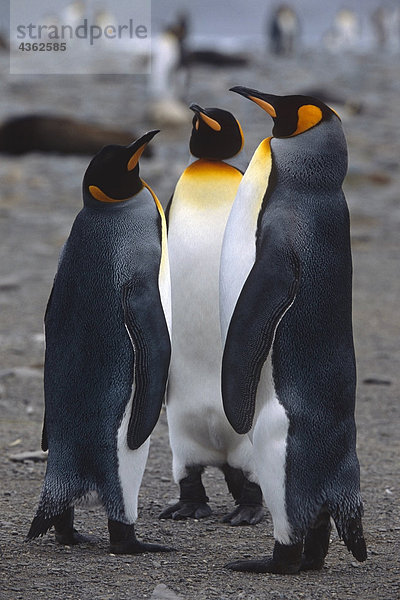 Closeup von drei King Pinguinen Interaktion zusammen Südgeorgien Insel antarktischen Sommer