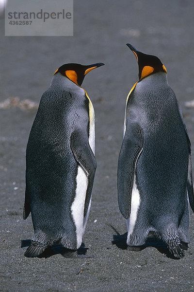 Closeup eines Paares von King Pinguinen Interaktion zusammen Südgeorgien Insel antarktischen Sommer