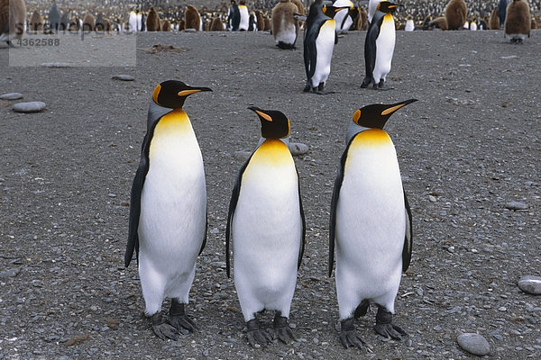 Closeup eines Paares von King Pinguinen Interaktion zusammen Südgeorgien Insel antarktischen Sommer