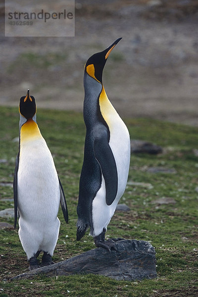 Closeup-Paares von King Pinguinen in Tundra Südgeorgien Insel antarktischen Sommer