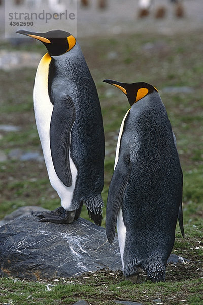 Closeup-Paares von King Pinguinen in Tundra Südgeorgien Insel antarktischen Sommer