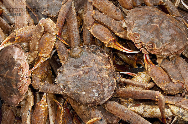 Nahaufnahme der Gerber Krabben  Kukak Bay  Katmai National Park  Südwesten Alaskas  Sommer