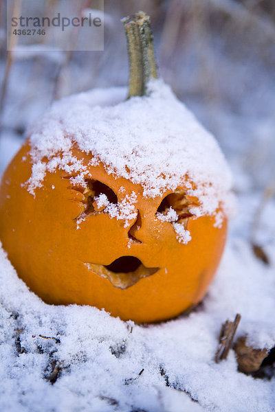 Close up of eine kleine Jack-O-Lantern Verlegung in und mit frischen Schnee im Winter in Anchorage  Alaska