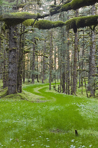Überwucherten alten Weg durch Fichtenwald bedeckt in Moss Kodiak-Insel Südwesten Alaska Herbst