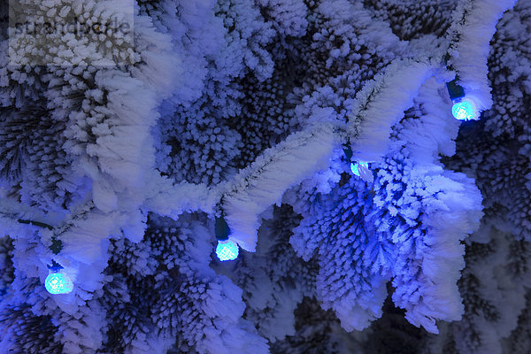 Close up of blue Christmas Lights auf einem verschneiten Ast Außenaufnahme