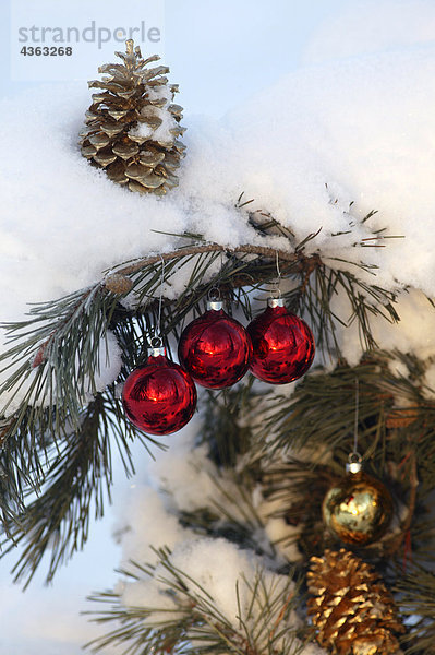 Close up of Christmas Ornaments w/kieferner Kegel in Schnee bedeckten Baum Mat-Su Valley South Central Alaska