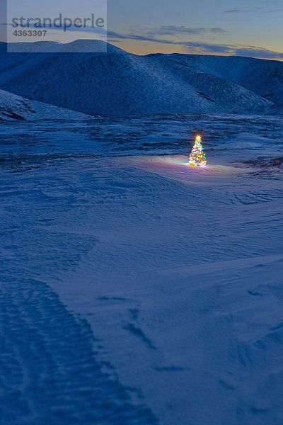 Beleuchteten Weihnachtsbaum in der Abenddämmerung außerhalb mit Pinelle Gebirge im Hintergrund auf Eagle Gipfel entlang des Steese Highway in Alaska Interior