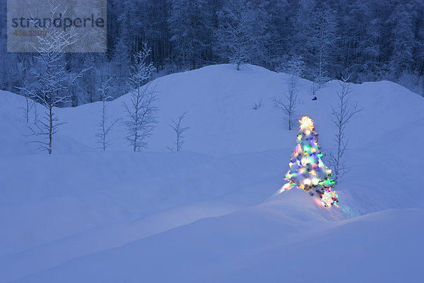 junge Birkenwaldes in der Nähe von Fairbanks  Alaska