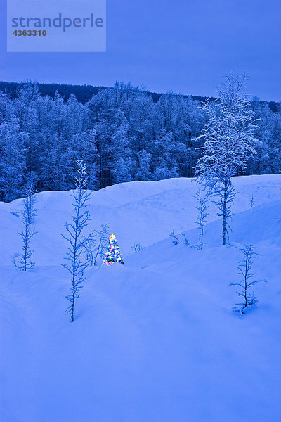 junge Birkenwaldes in der Nähe von Fairbanks  Alaska