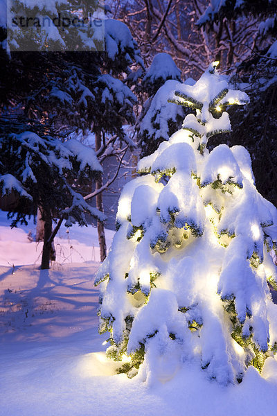 Schneebedeckte Weihnachtsbaum beleuchtet mit weißen Lichtern außerhalb im winter