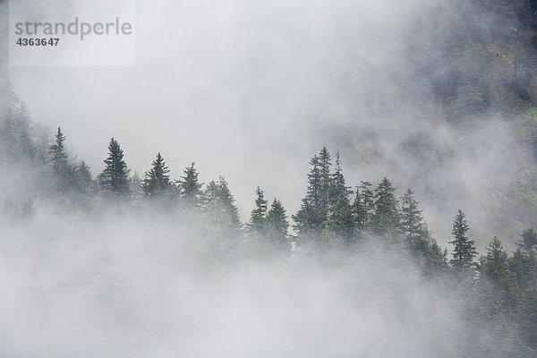 Nebel erhebt sich zwischen den Bäumen auf Fox Insel. Kenai Fjords. Sommer Kenai-Halbinsel in Alaska.