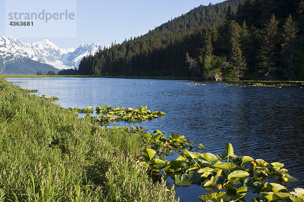 Lily Pads Linie die Kanten eines Teiches entlang des Turnagain Arm in der Nähe von Placer Valley  South Central Alaska  Sommer/n