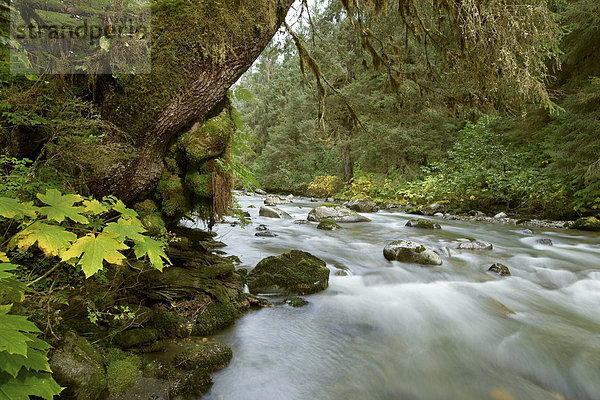 Kleinen Fluss  der durch die alten Wald im Tongass National Forest südöstlich  Alaska