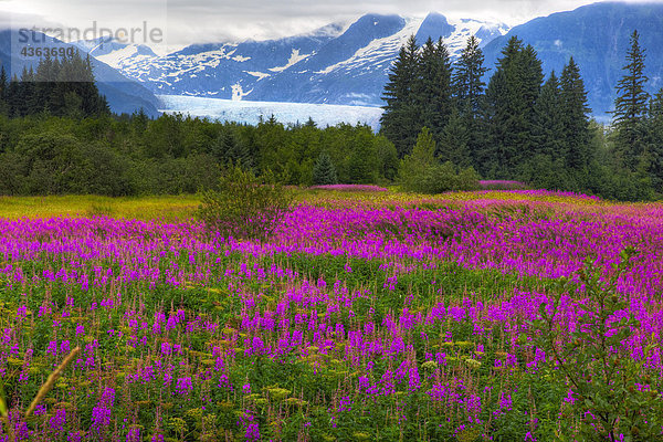 Szenische Ansicht der Schmalblättriges Weidenröschen mit Mendenhall-Gletscher im Hintergrund  Juneau  Alaska  HDR-Bild