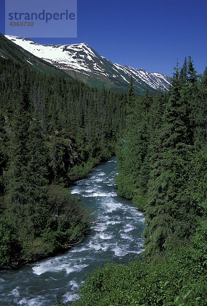 Johnson Creek Chugach State Park Sommer Alaska