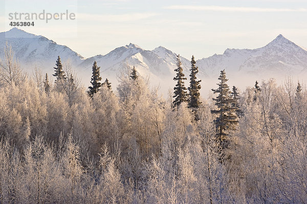 Winterliche Ansicht der Raureif auf einer Baumgruppe in Anchorage mit der Chugach Mountains im Hintergrund  South Central Alaska  Winter