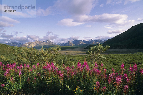 Schmalblättriges Weidenröschen Alaskakette Denali NP Sommer AK