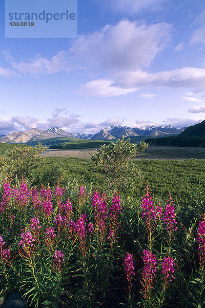 Schmalblättriges Weidenröschen Alaskakette Denali NP Sommer AK