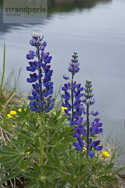 Lupine Blumen  Südwesten Alaskas  Sommer