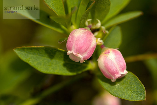 Nahaufnahme der Bog Blueberry Blumen auf Squire Insel im Prince William Sound  Kenai-Halbinsel  South Central Alaska  Sommer