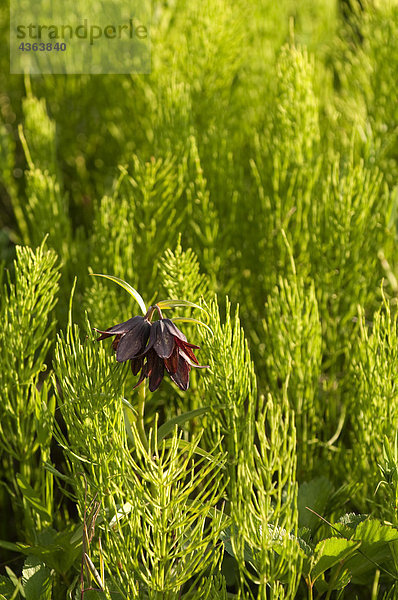 Close up of eine Schokolade Lily wachsende unter der Schachtelhalm Gräser in Anchorage Coastal Wildlife Refuge  South Central Alaska  Sommer