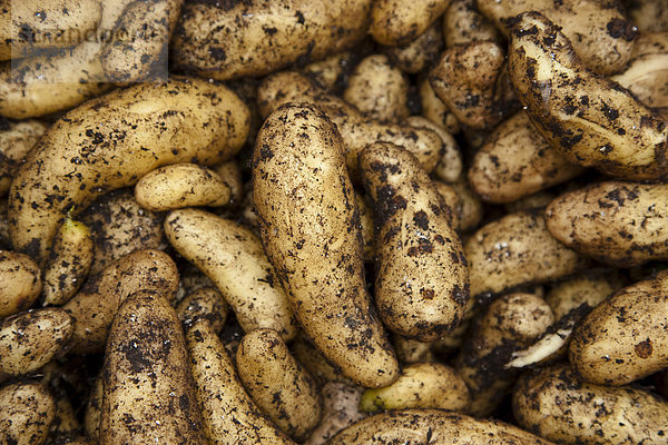 Frische Close-up Pflanze Kartoffel selbst anbauen