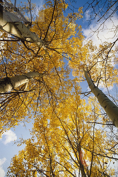 Aspen Bäume Herbstfarben