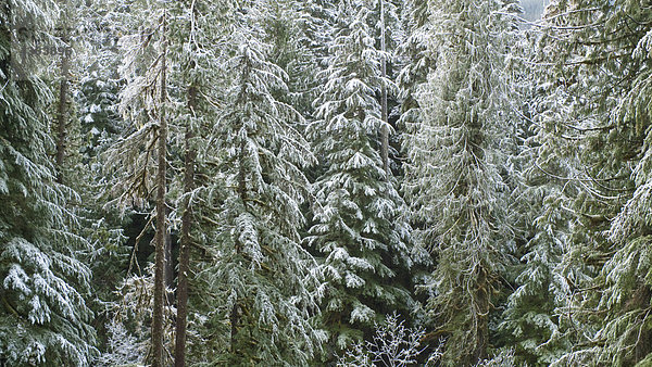 Raureif und leichter Schneefall für den Wald entlang der North Fork des Flusses Nooksak während des Winters in Mount Baker National Forest  Washington  USA