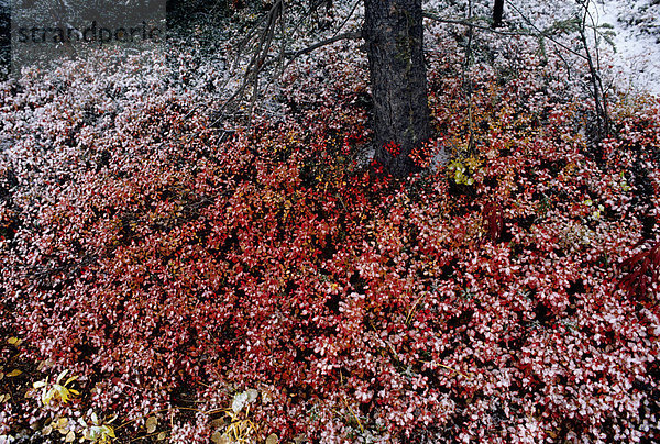 Frost auf Tundra Blueberry Bush Denali NP AK Winter