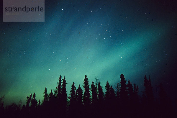 Nordlichter über schwarz-Fichte Wald Winter in South Central Alaska