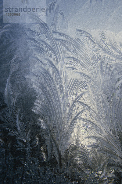 Muster Winter Fenster Süden Frost Glasscheibe