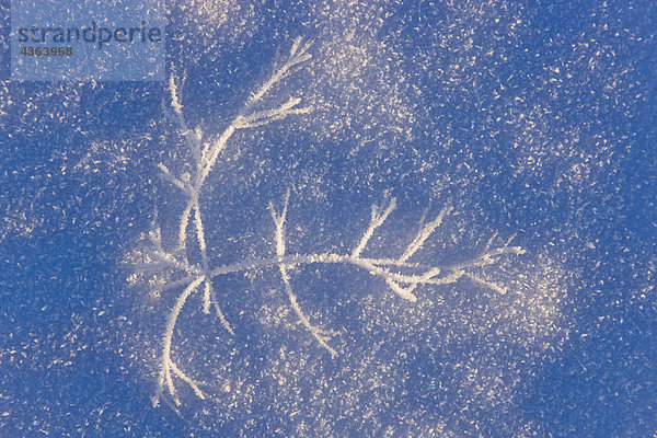 Close up of Hoar-Frost überdachten Gras im Schnee im Winter in South Central Alaska