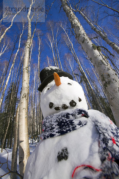 Winter Schal Wald Birke tief