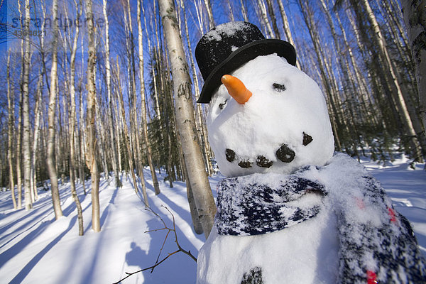 Winter Schal Wald Birke tief