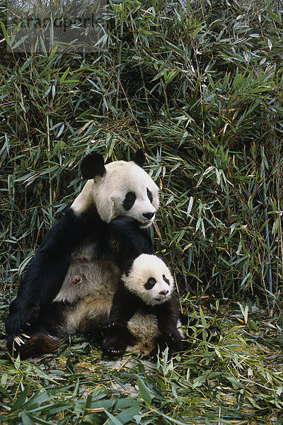 Cub Wolong Panda Reservat Provinz Sichuan China