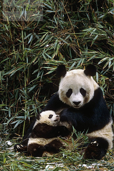Cub Wolong Panda Reservat Provinz Sichuan China