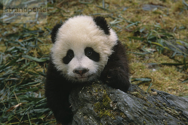 großer Panda Cub Wolong Panda Reservat Sichuan Province China