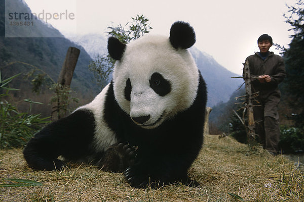 großer Panda w/Care Taker Wolong Panda Reservat Sichuan Province China