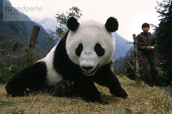 großer Panda w/Care Taker Wolong Panda Reservat Sichuan Province China