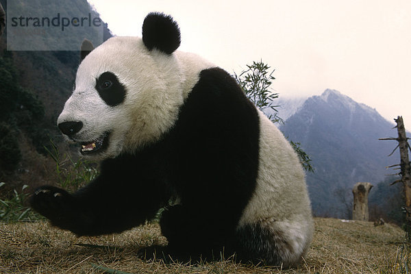 großer Panda w/Care Taker Wolong Panda Reservat Sichuan Province China