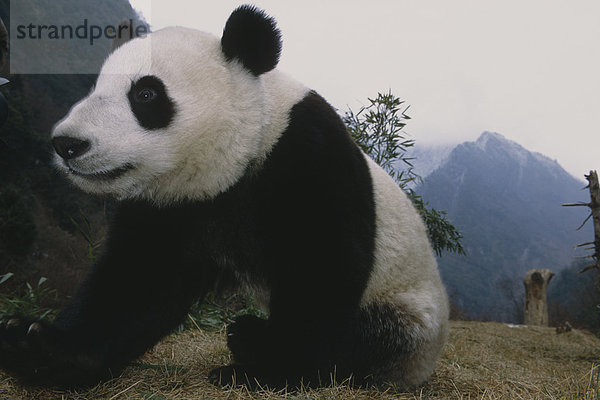 großer Panda w/Care Taker Wolong Panda Reservat Sichuan Province China