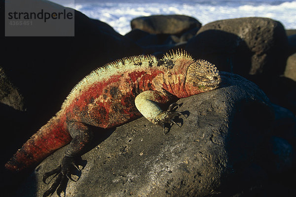 Marine Iguana sunning on Vulkangestein Ecuador Galapagos Insel