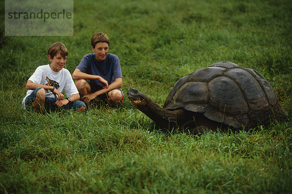 sehen ungestüm Insel Galapagosinseln Landschildkröte Schildkröte