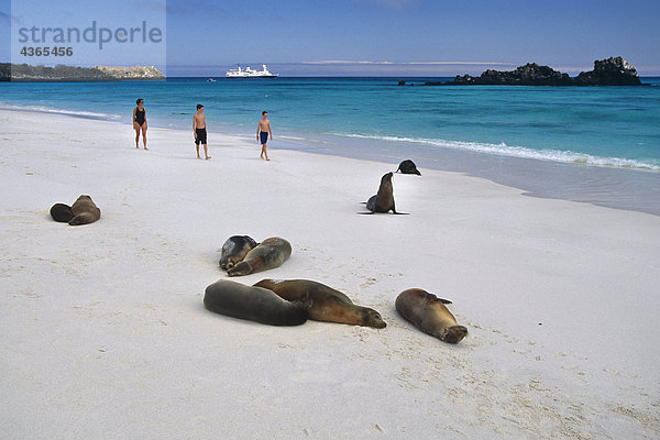 nahe gehen Strand Insel Seelöwe spanisch Galapagosinseln