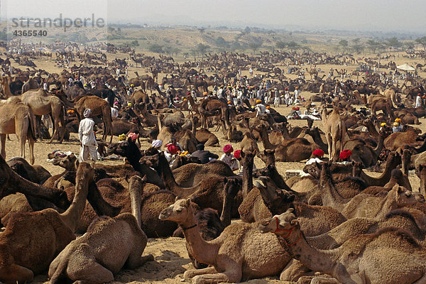 Pushkar Camel Handel Rajasthan Wüste Indien