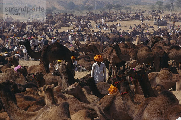 Pushkar Camel Handel Rajasthan Wüste Indien